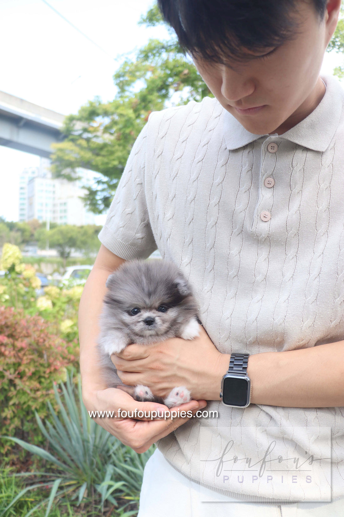 Love - Pomeranian F.