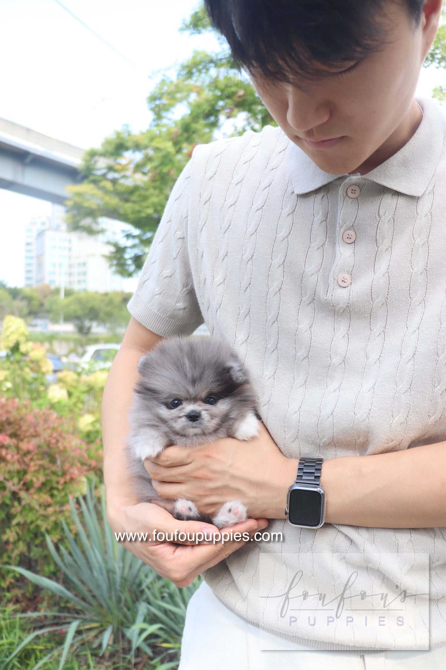 Love - Pomeranian F.