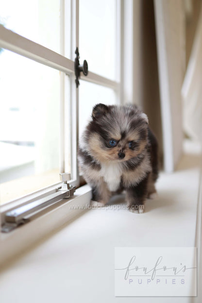 Cosmo - Pomeranian M.
