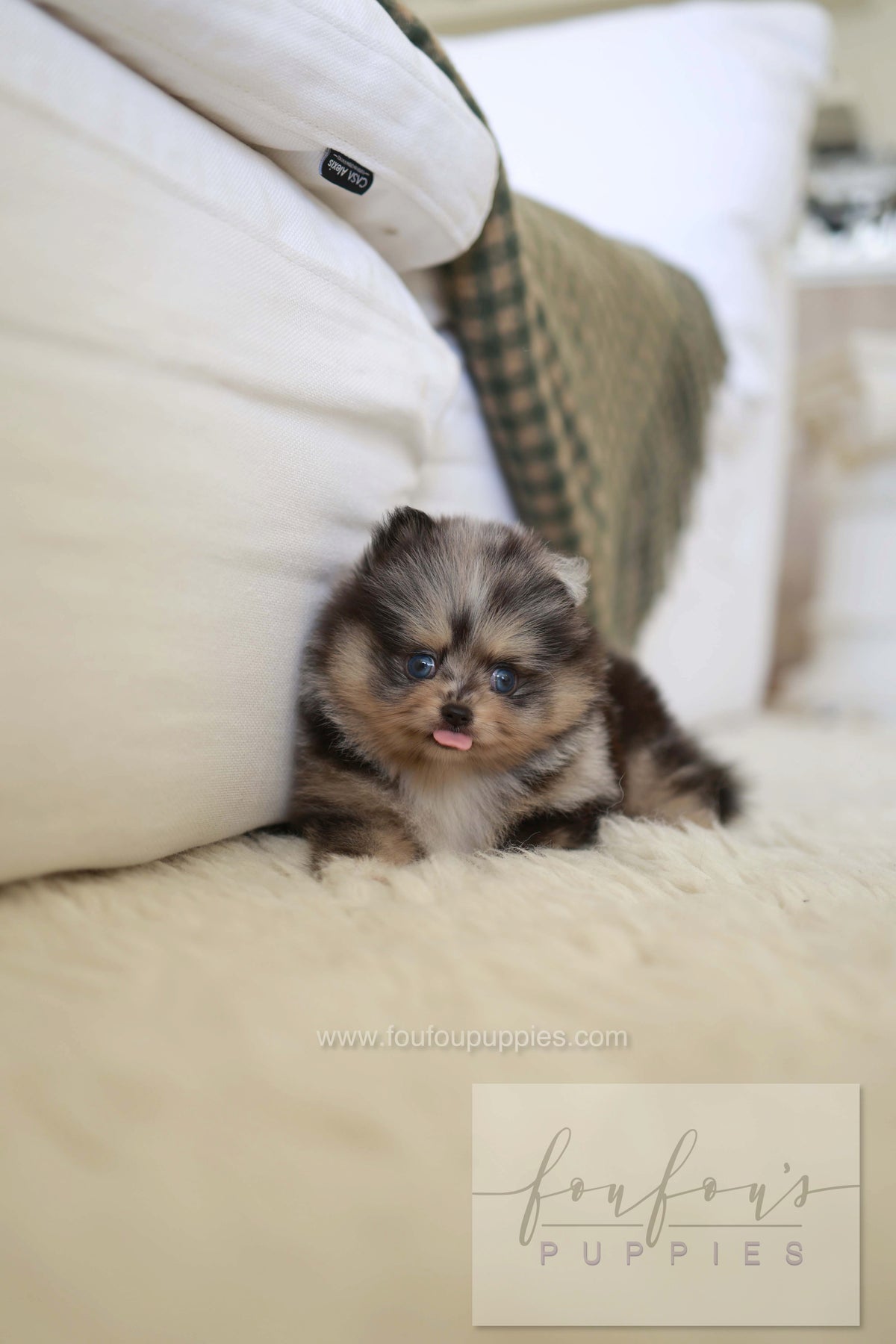 Cosmo - Pomeranian M.