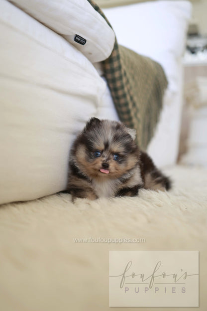 Cosmo - Pomeranian M.
