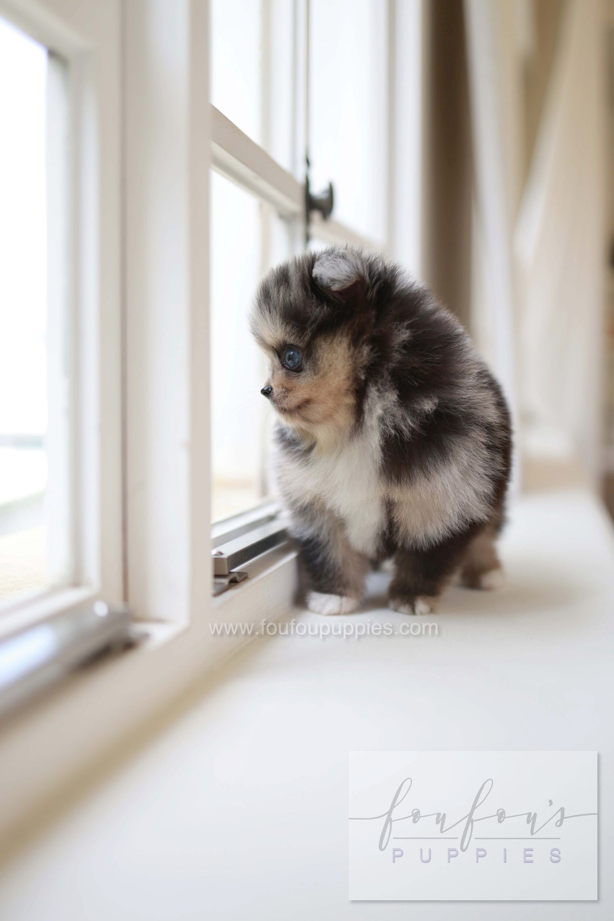 Cosmo - Pomeranian M.