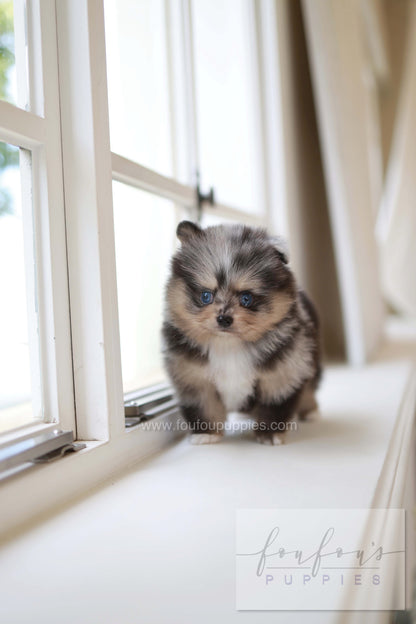 Cosmo - Pomeranian M.