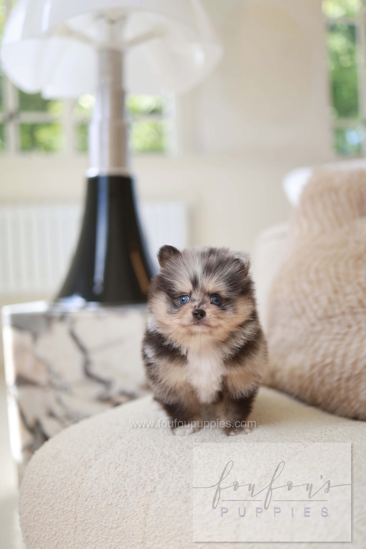 Cosmo - Pomeranian M.