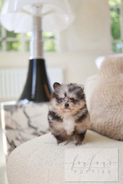 Cosmo - Pomeranian M.