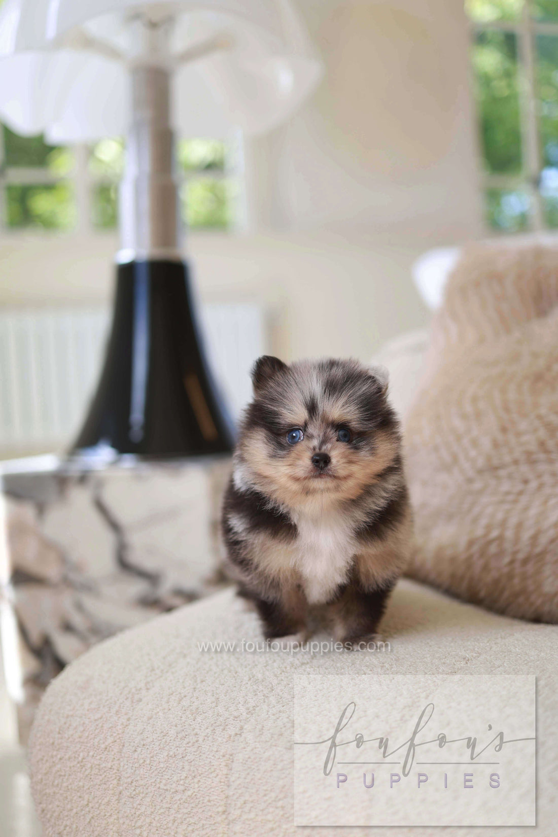 Cosmo - Pomeranian M.