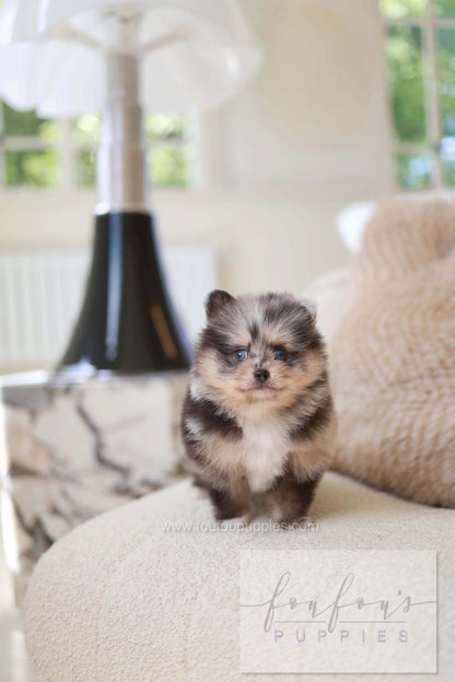 Cosmo - Pomeranian M.