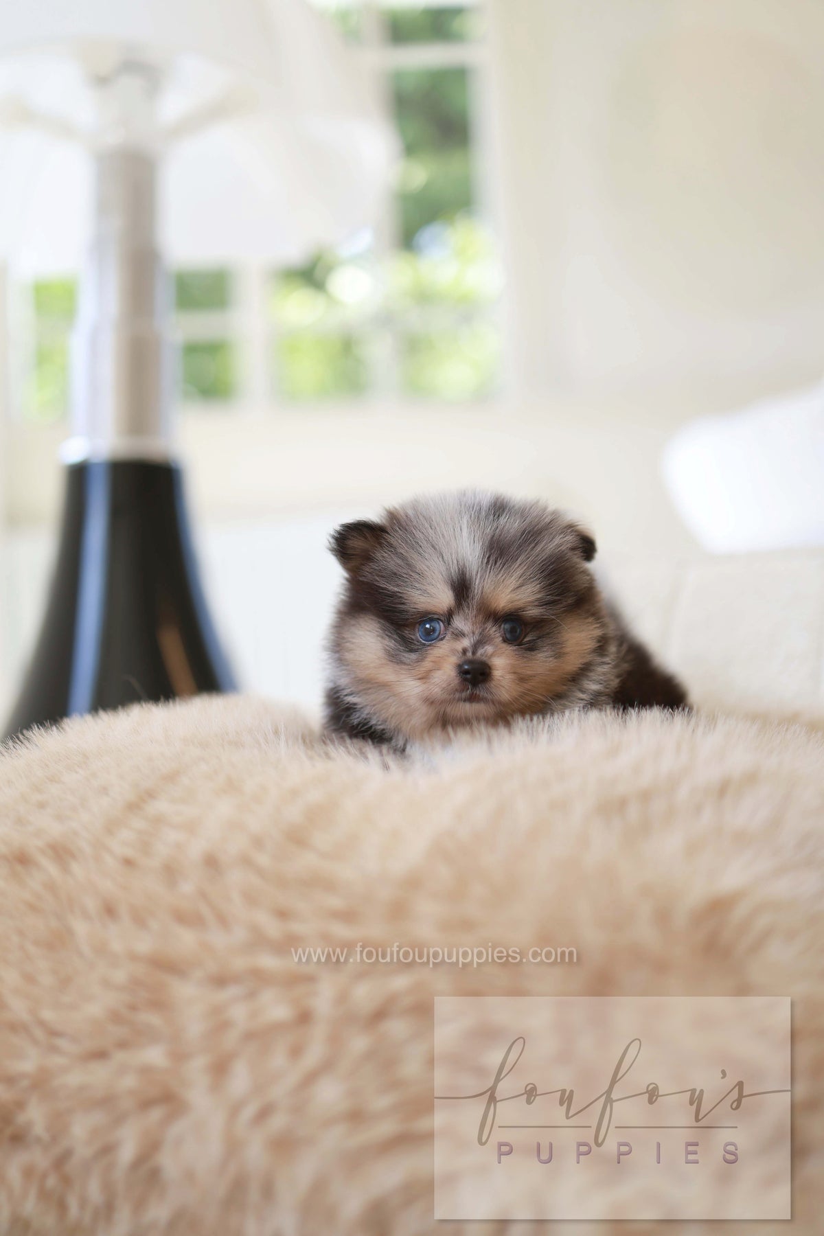 Cosmo - Pomeranian M.