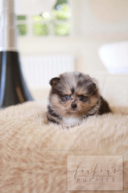 Cosmo - Pomeranian M.