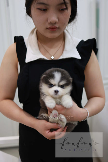 Cookie - Pomsky F.