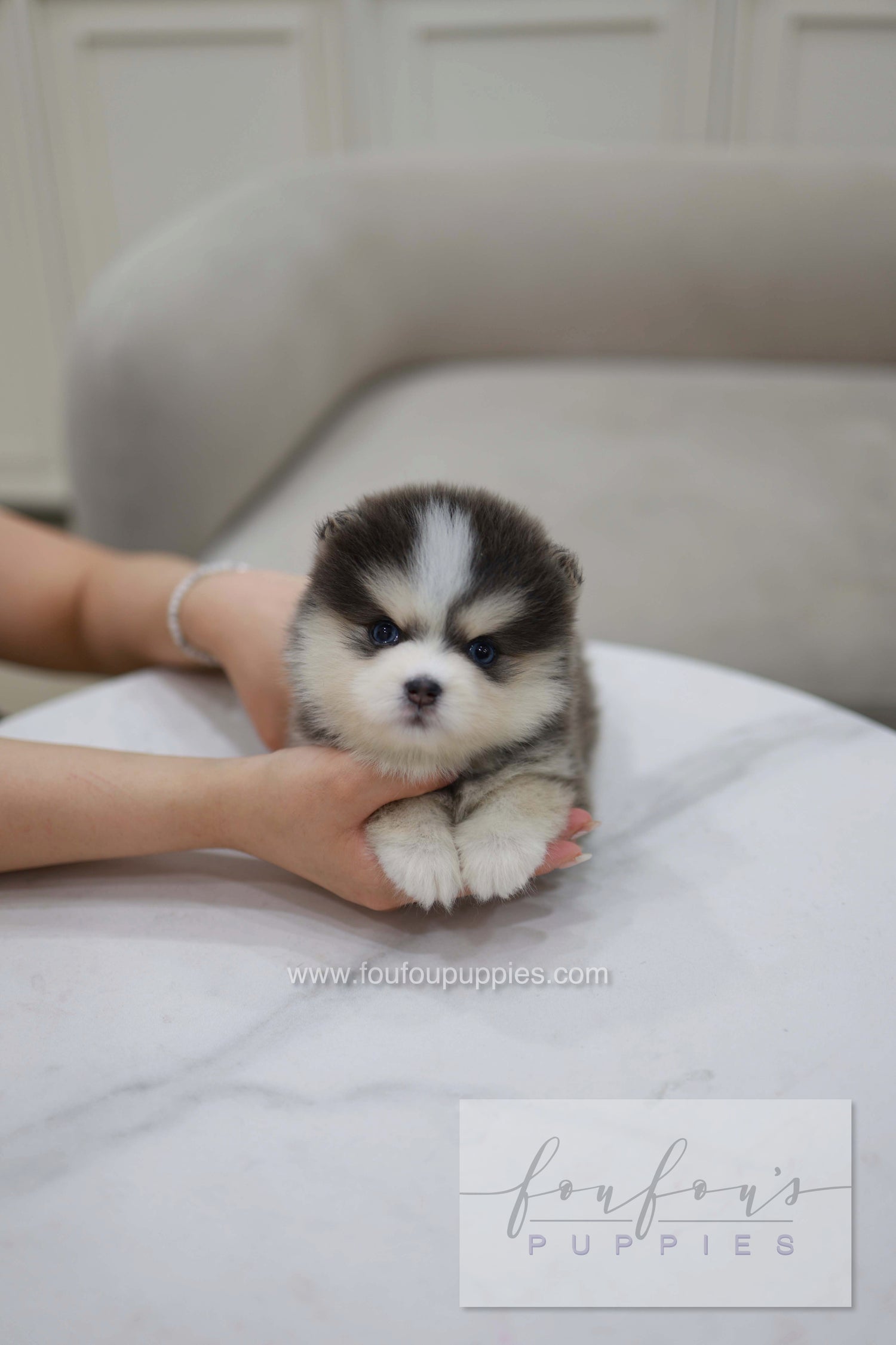 Cookie - Pomsky F.