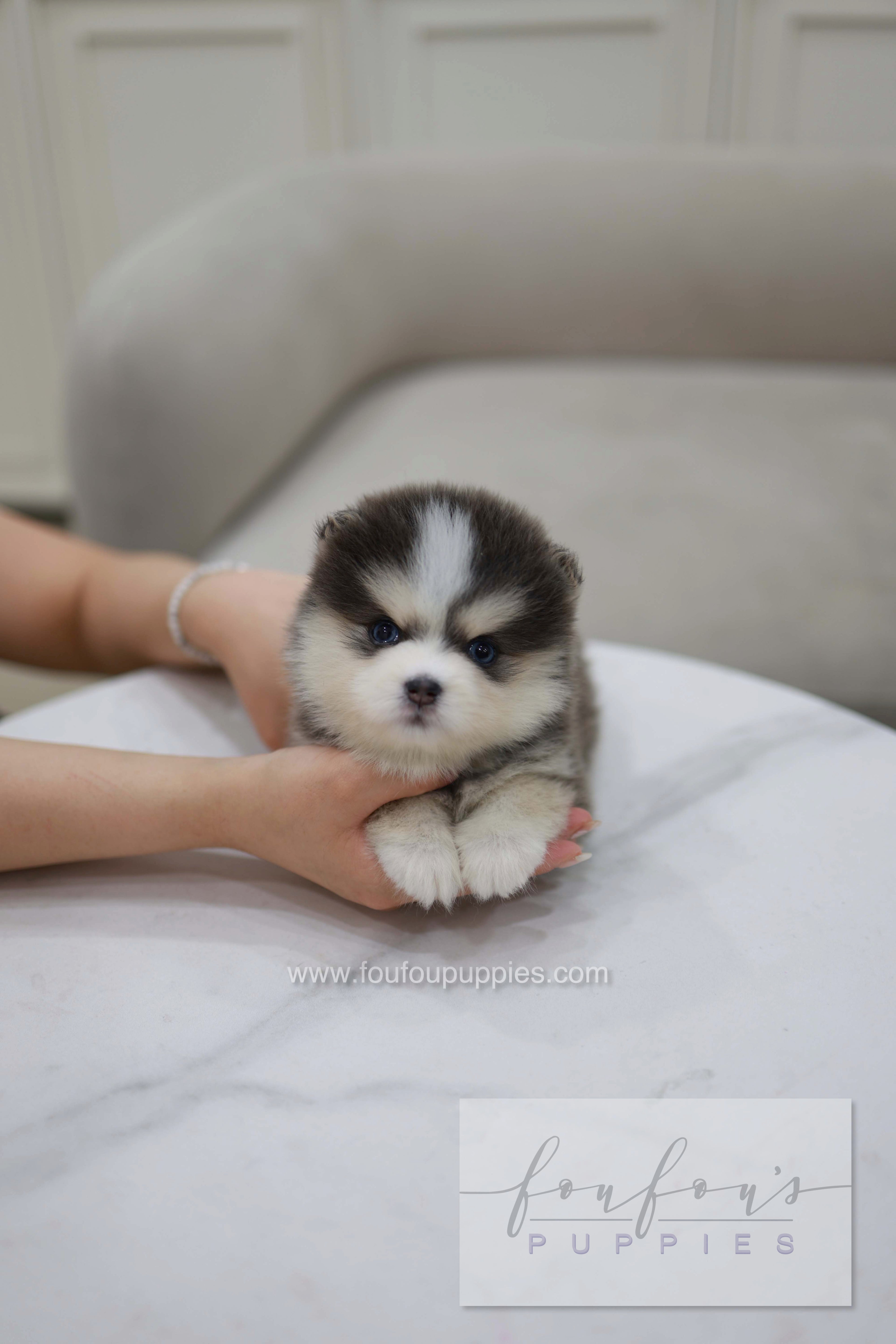 Cookie - Pomsky F.