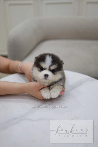 Cookie - Pomsky F.