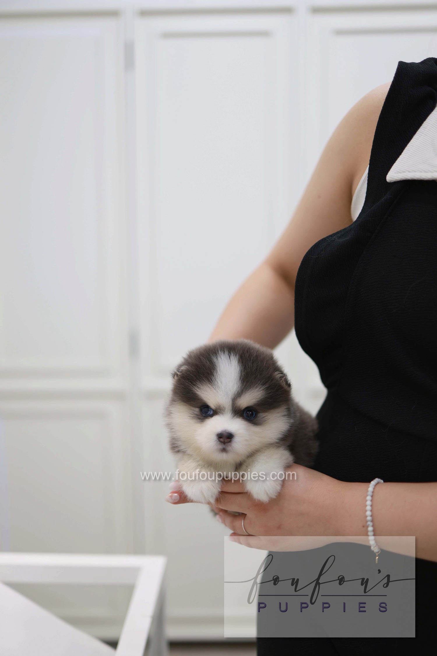 Cookie - Pomsky F.