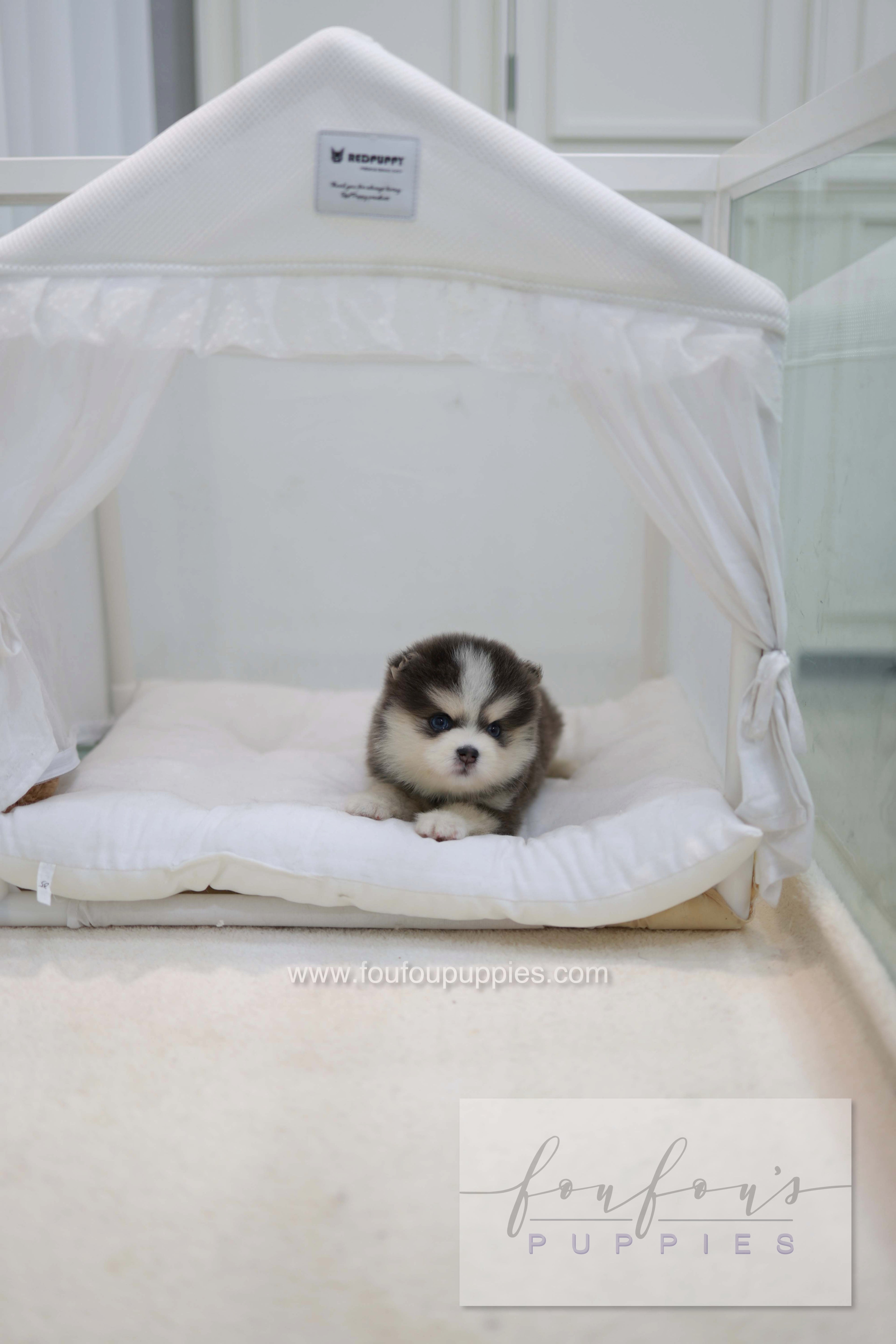 Cookie - Pomsky F.