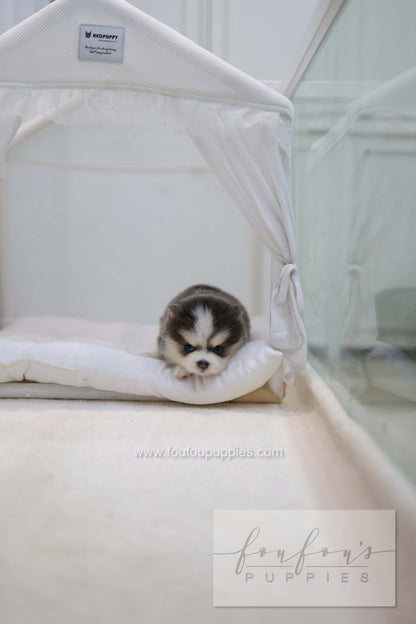 Cookie - Pomsky F.