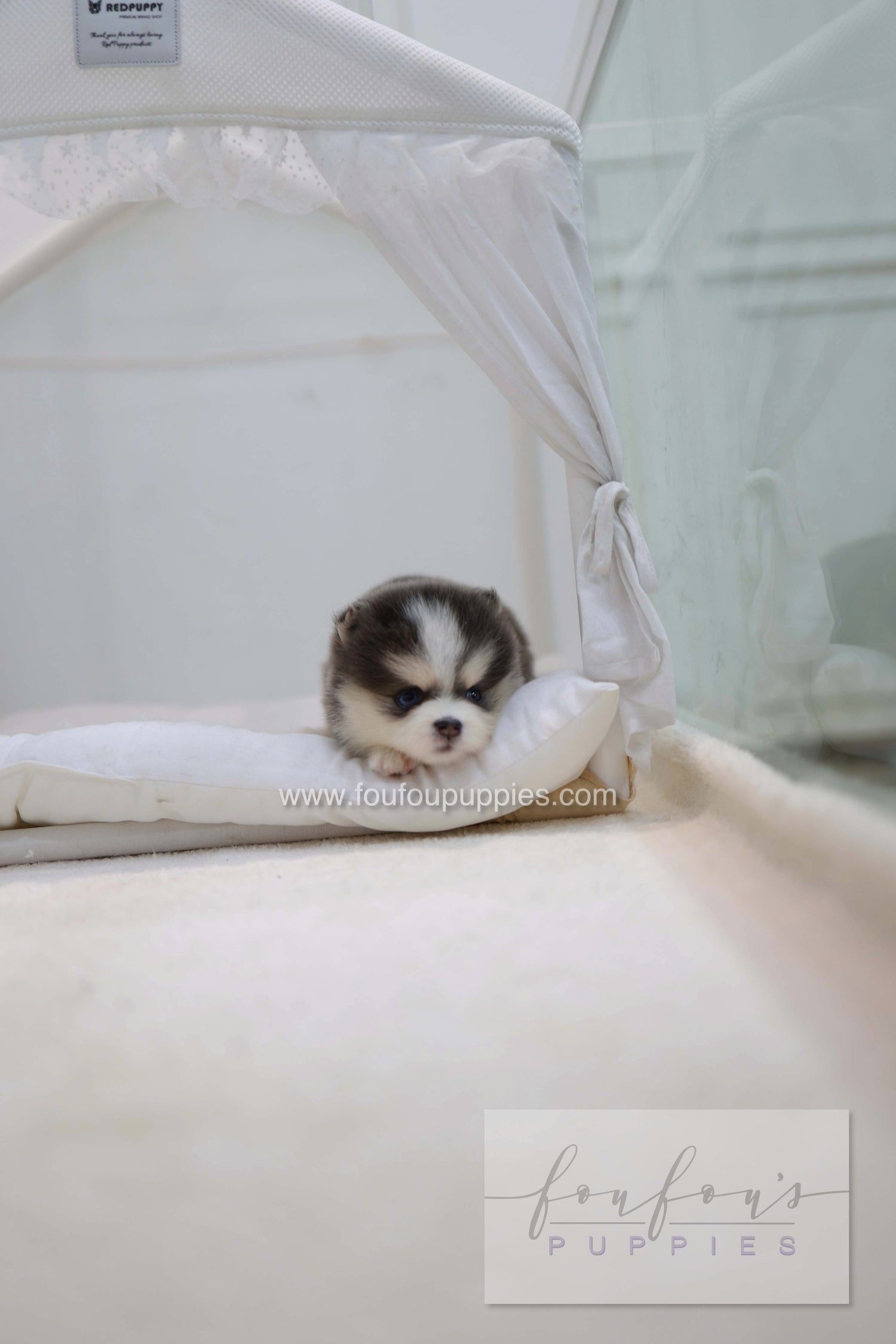 Cookie - Pomsky F.