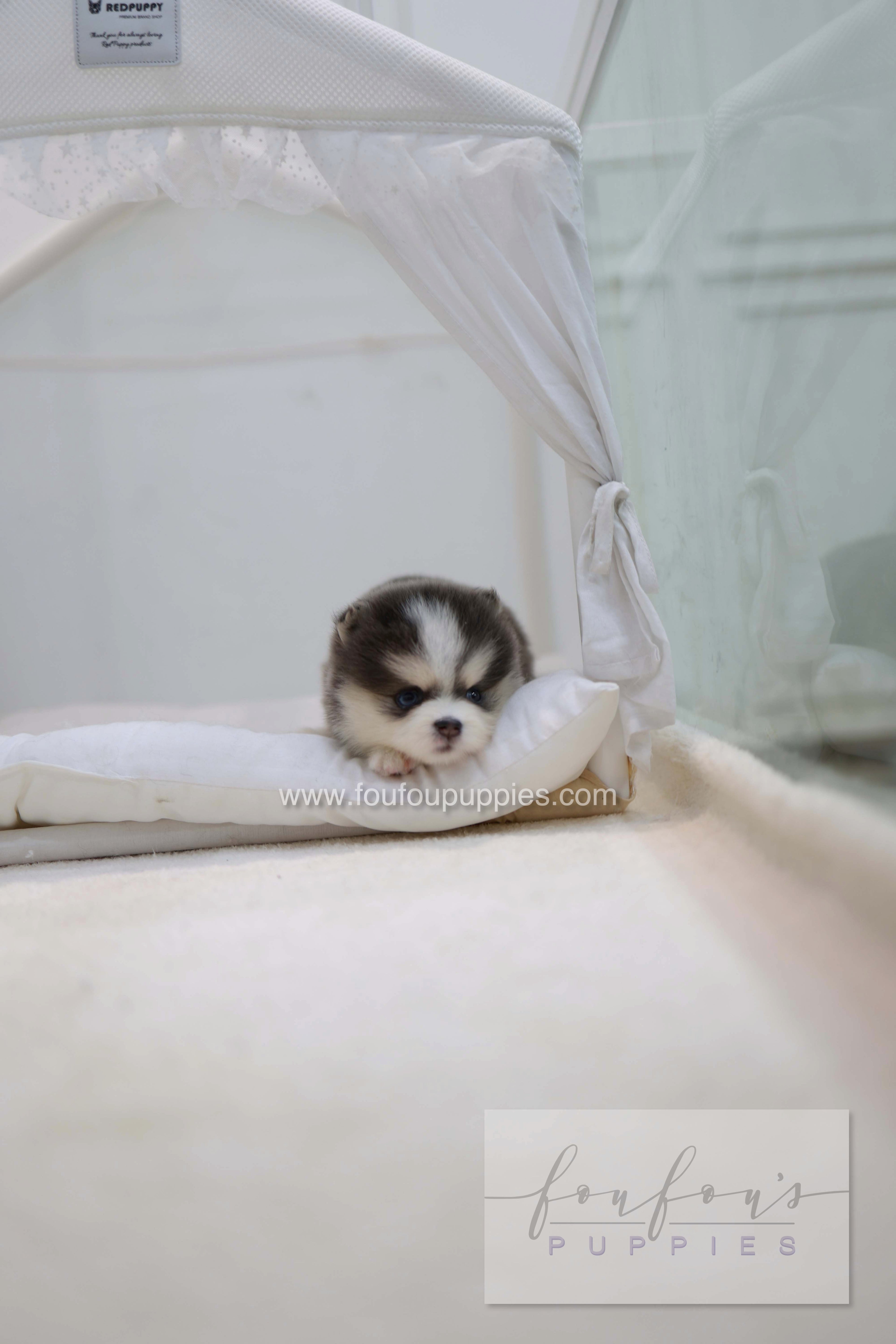 Cookie - Pomsky F.