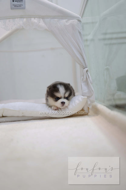 Cookie - Pomsky F.