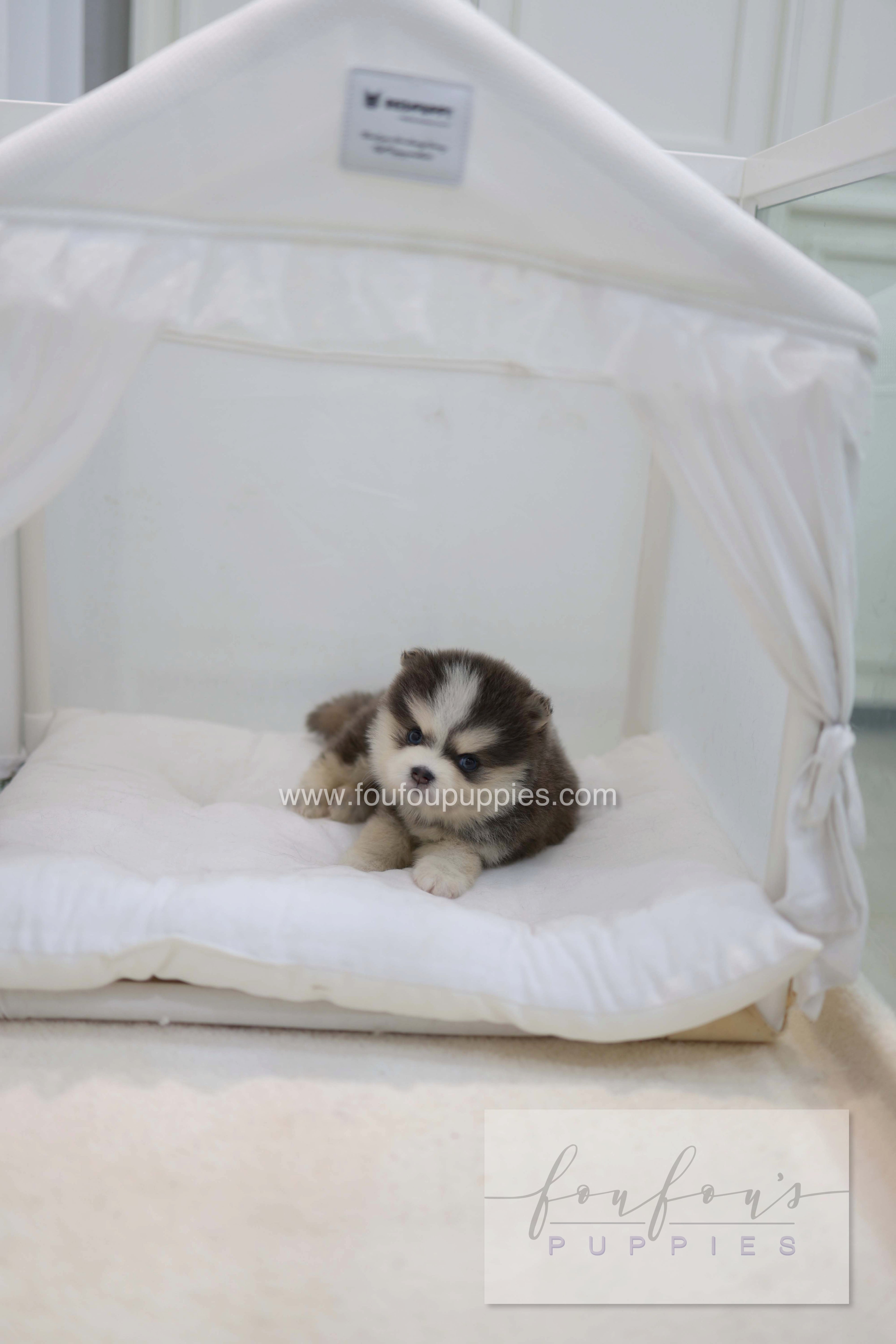 Cookie - Pomsky F.
