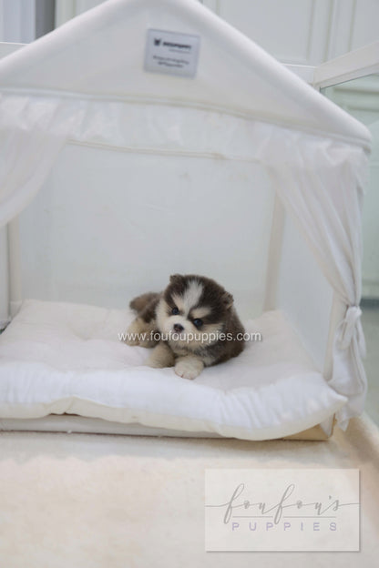 Cookie - Pomsky F.
