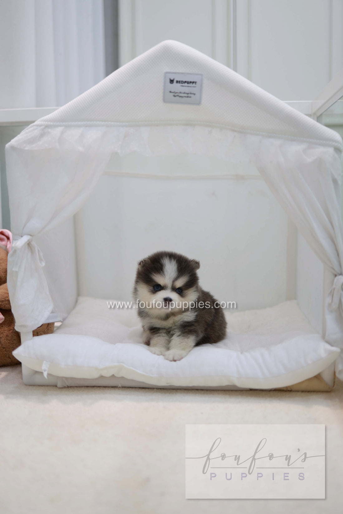 Cookie - Pomsky F.