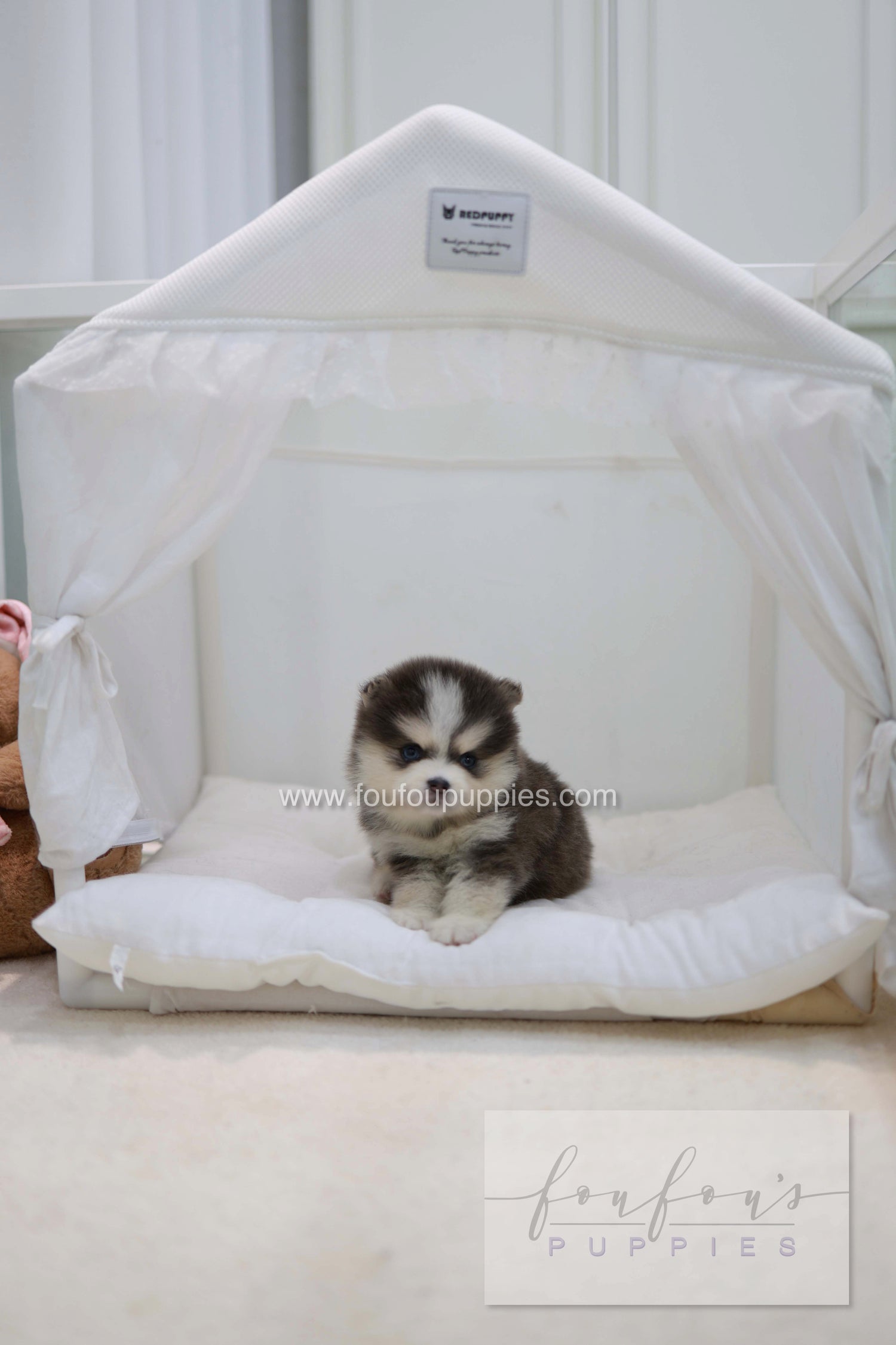Cookie - Pomsky F.