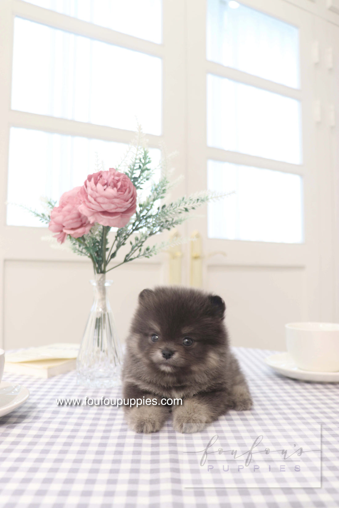 Nemo - Pomeranian M.