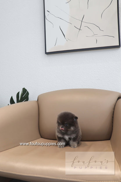 Nemo - Pomeranian M.