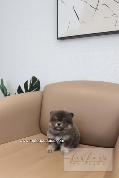 Nemo - Pomeranian M.