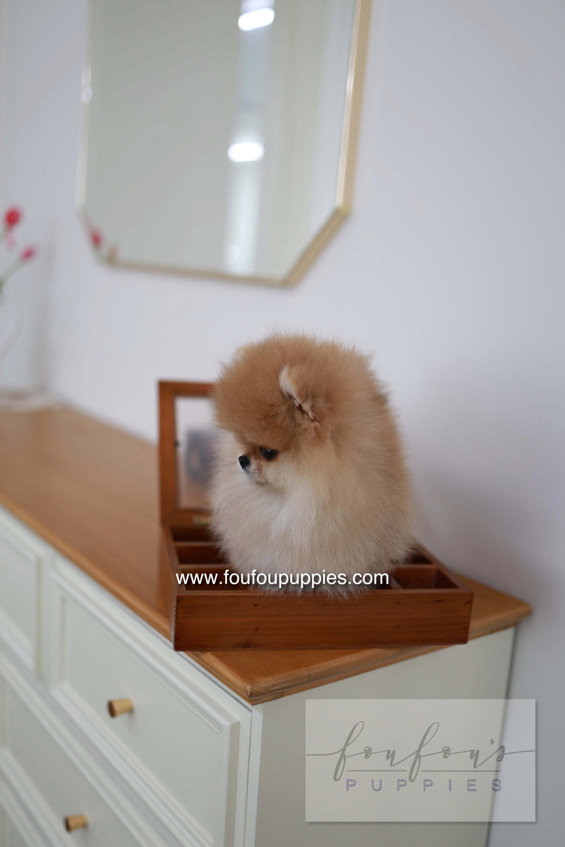 BooBear - Pomeranian M.
