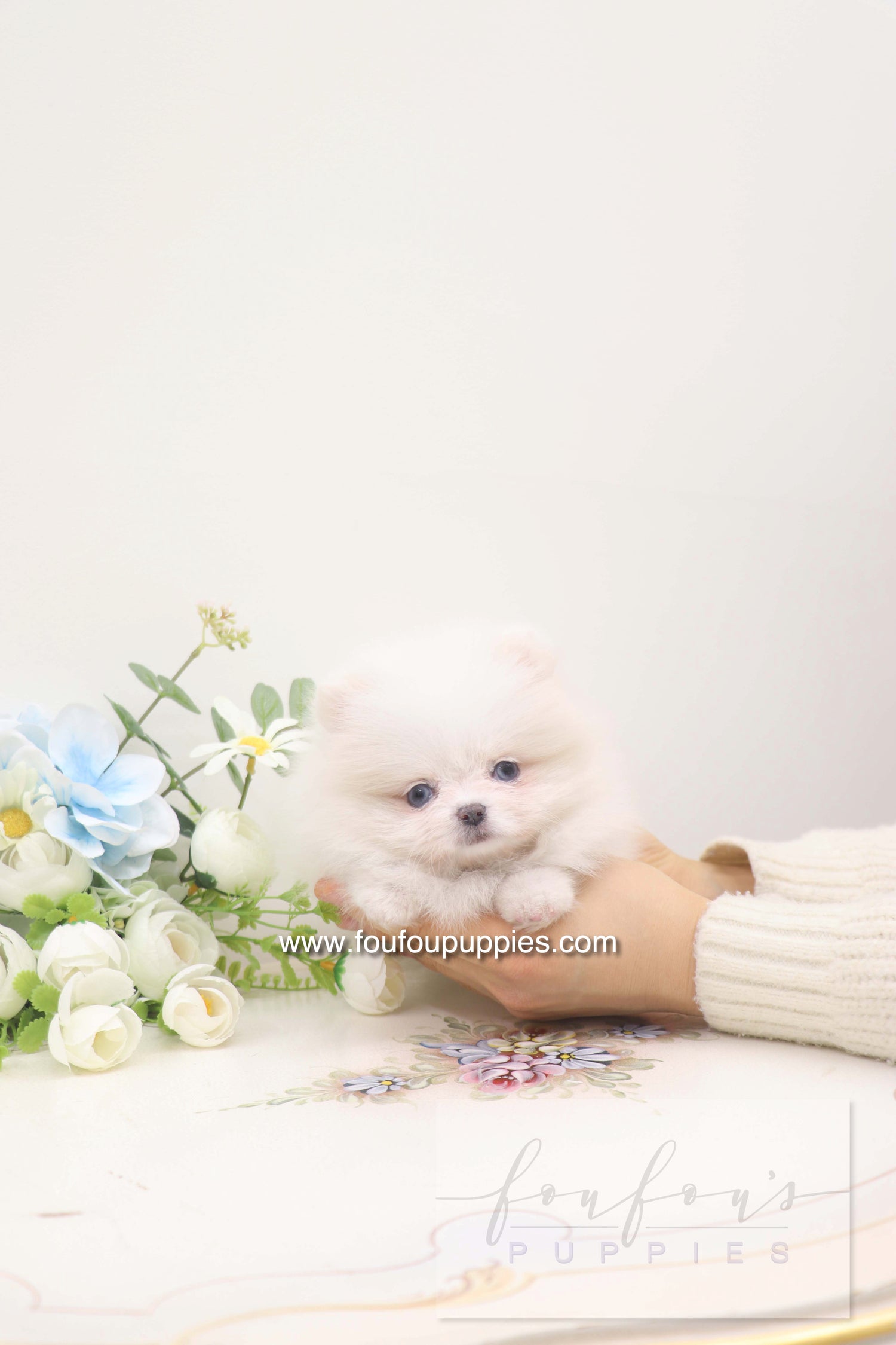 Skye - Pomeranian F.