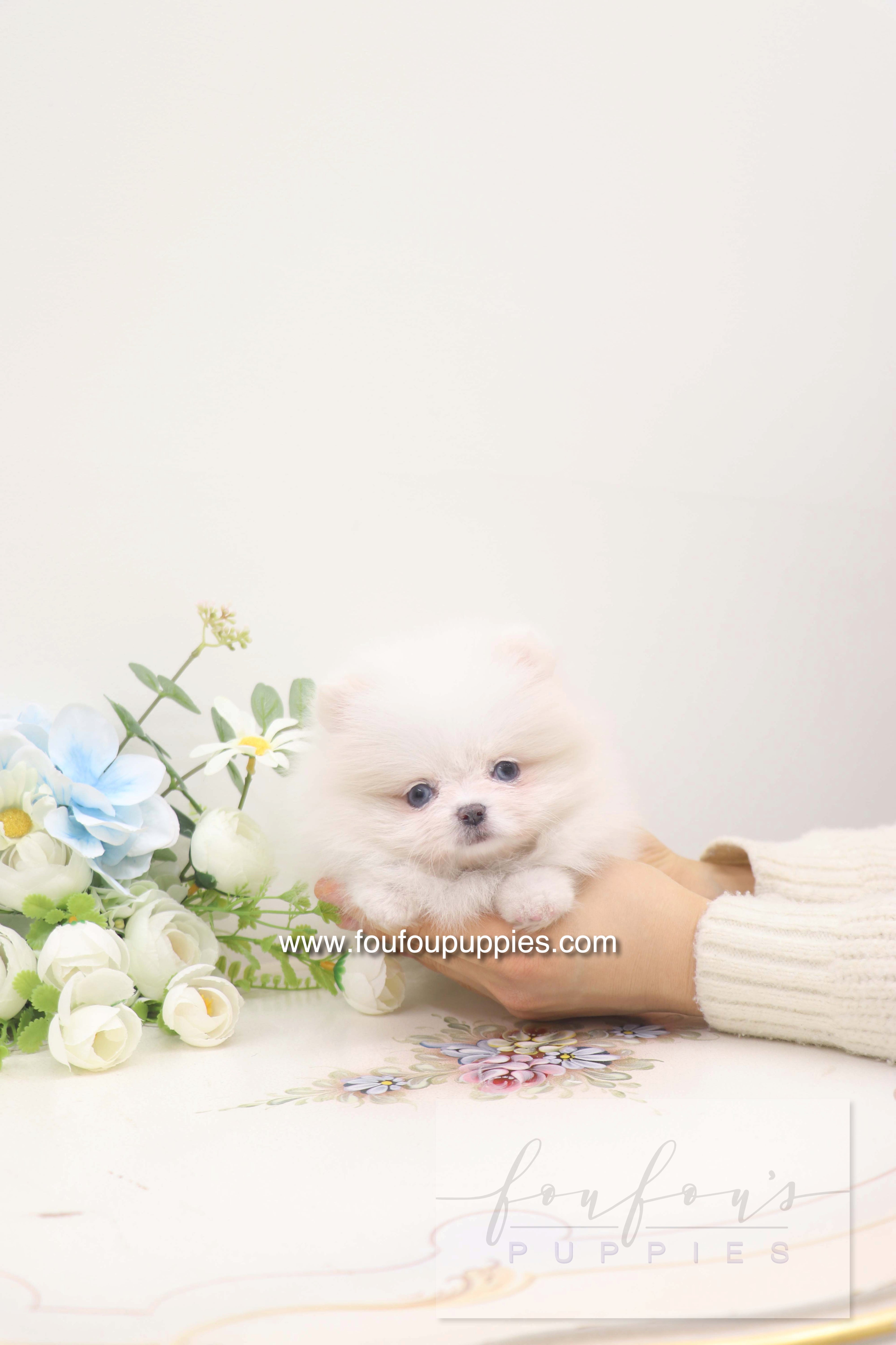 Skye - Pomeranian F.