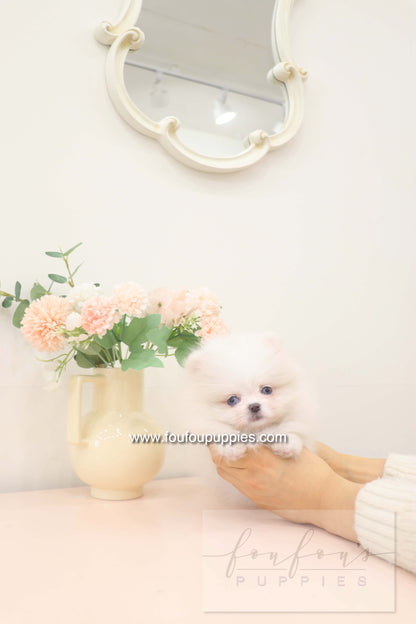 Skye - Pomeranian F.