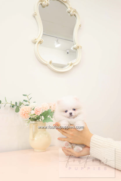 Skye - Pomeranian F.