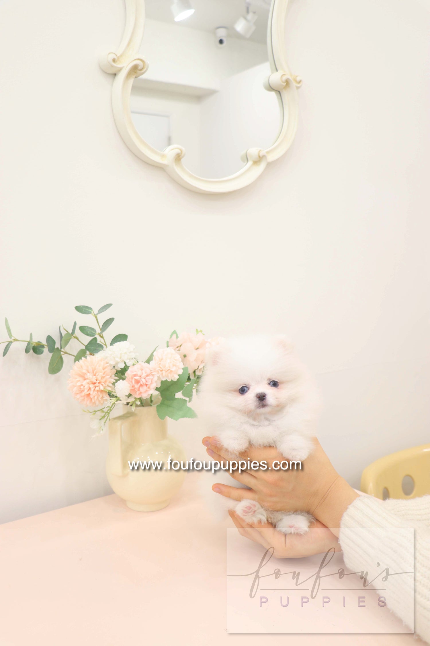 Skye - Pomeranian F.