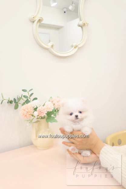 Skye - Pomeranian F.