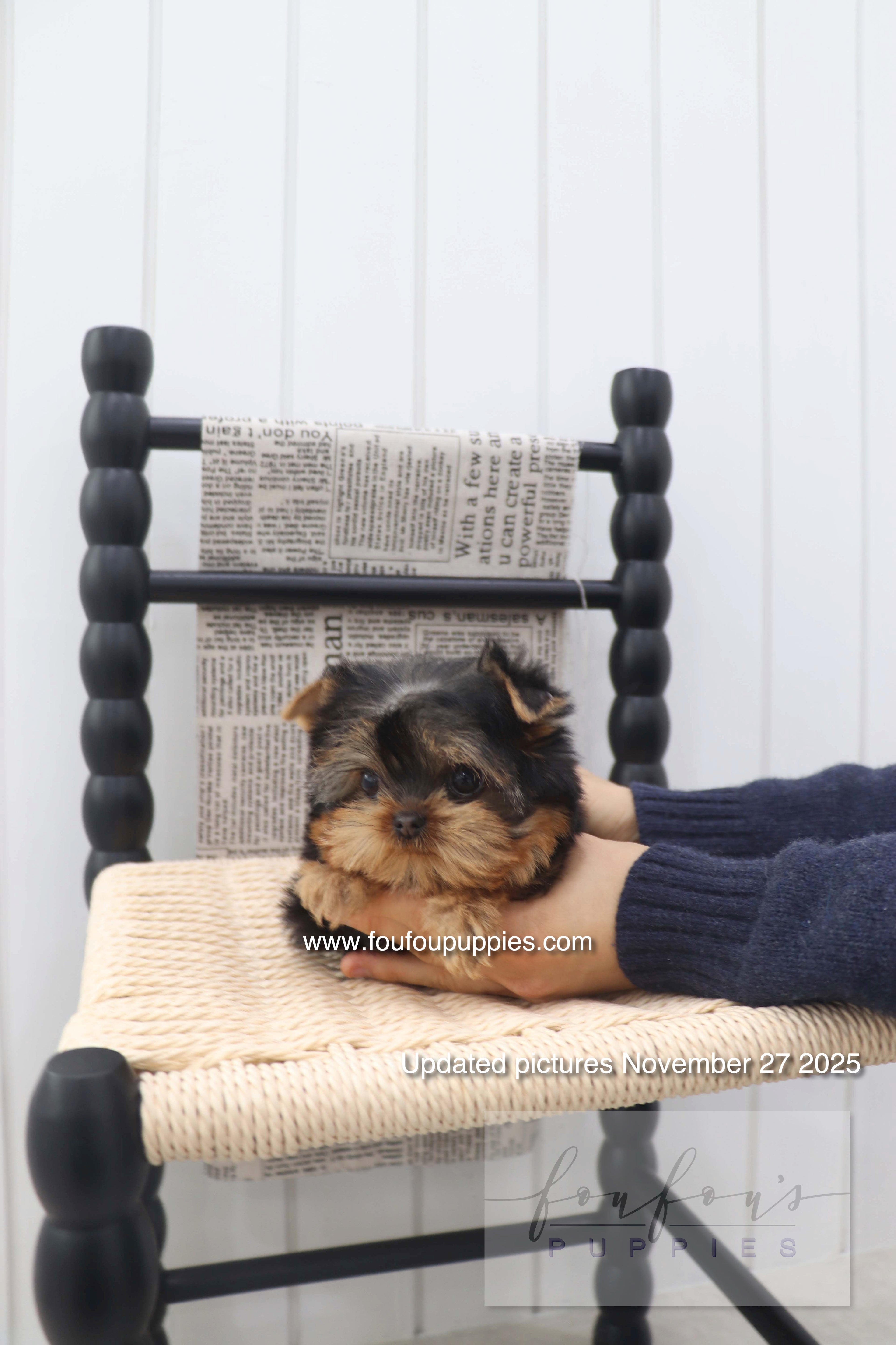 Chérie - Yorkshire Terrier F.