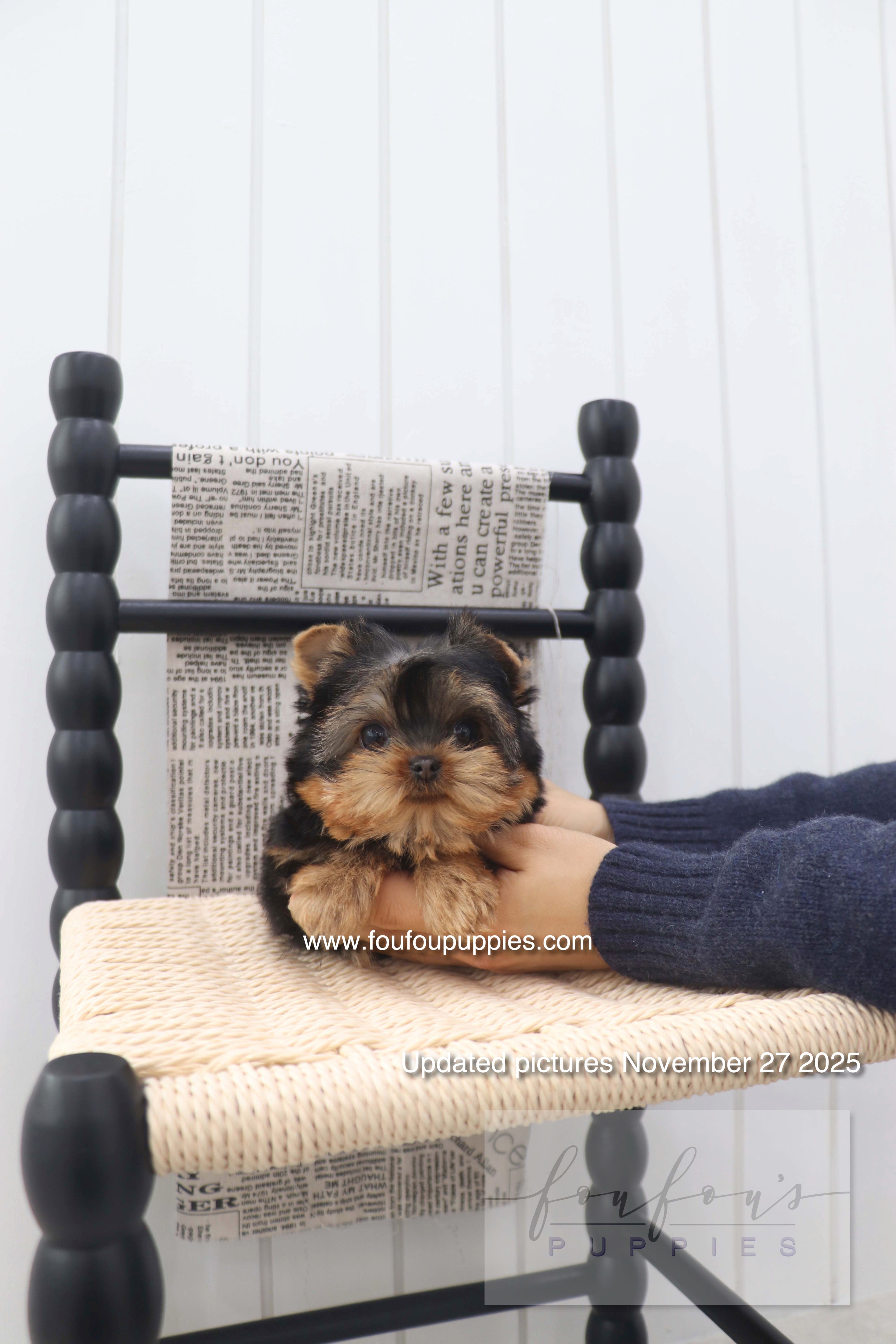 Chérie - Yorkshire Terrier F.