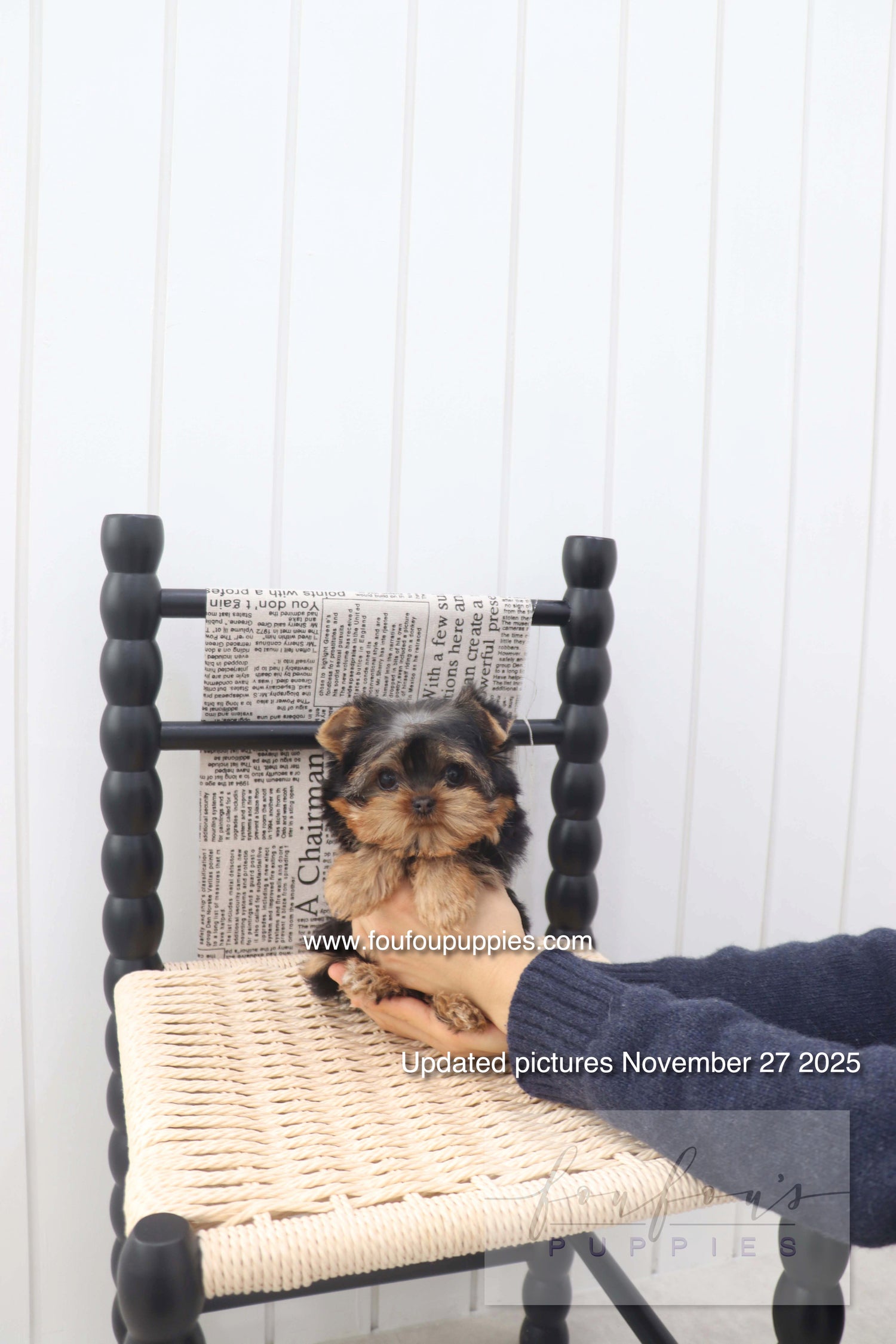 Chérie - Yorkshire Terrier F.