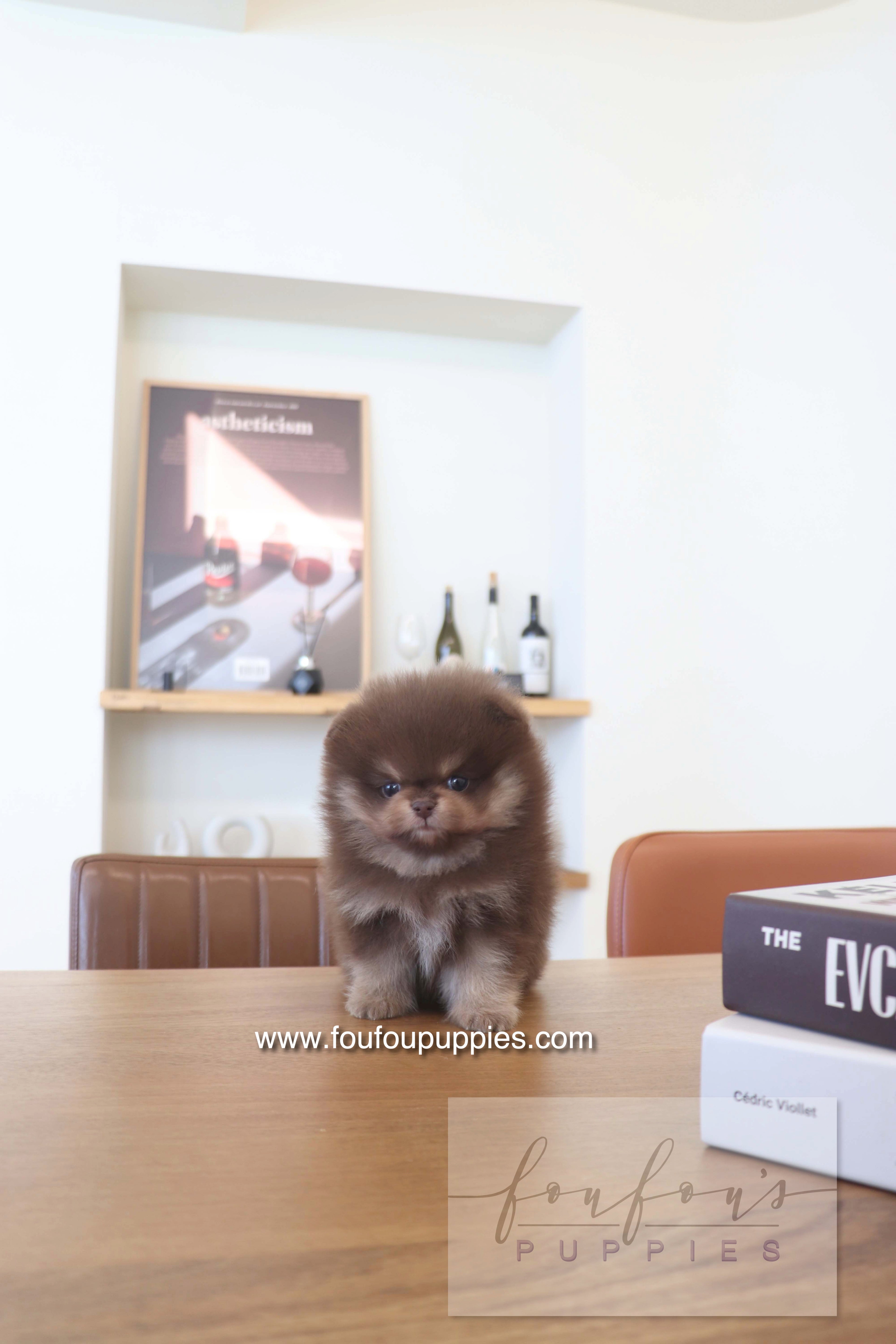 Hershey - Pomeranian M.