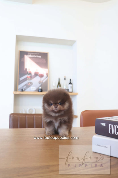 Hershey - Pomeranian M.