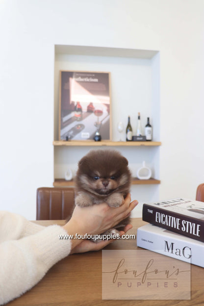 Hershey - Pomeranian M.