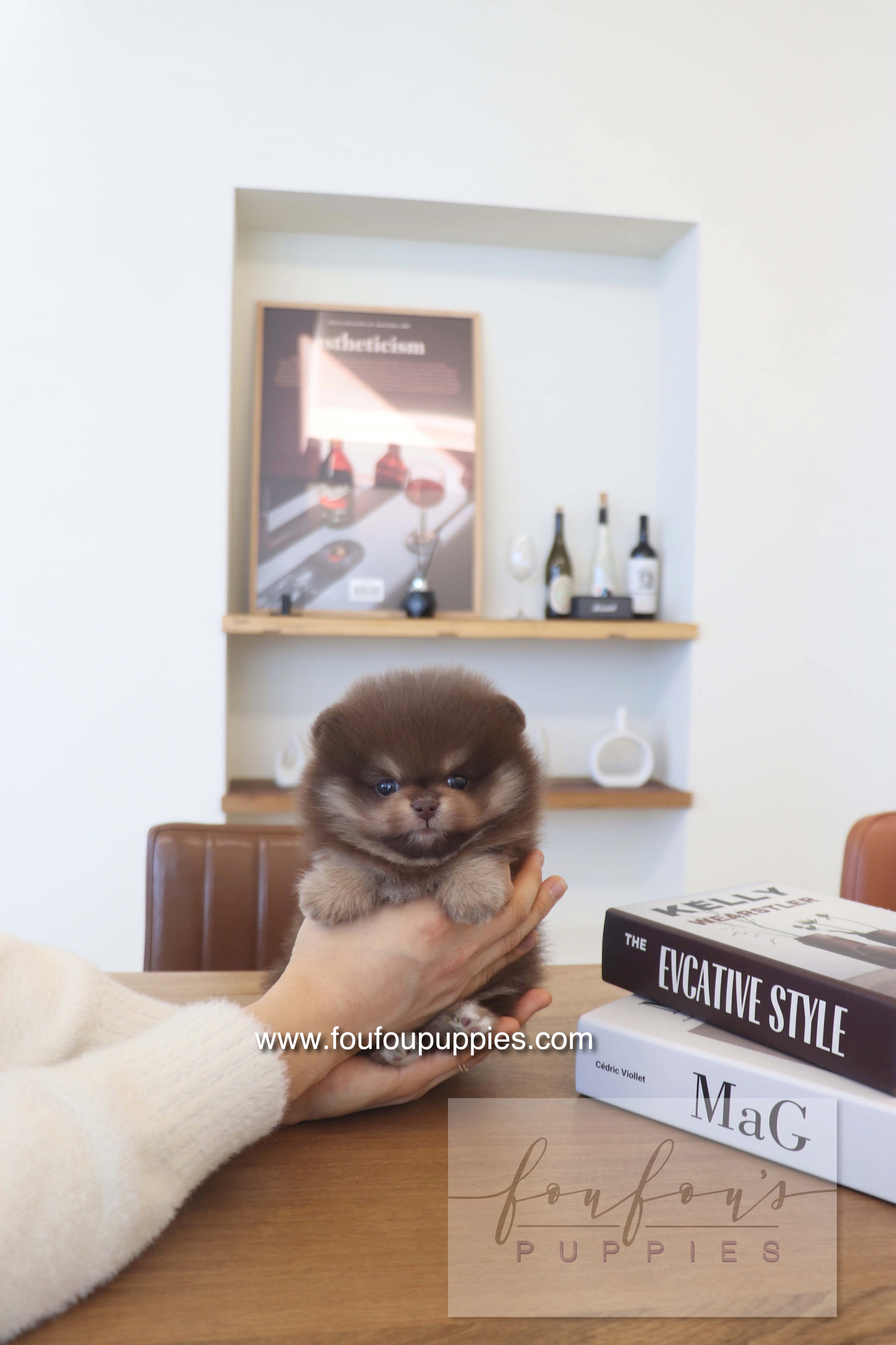 Hershey - Pomeranian M.