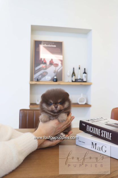 Hershey - Pomeranian M.