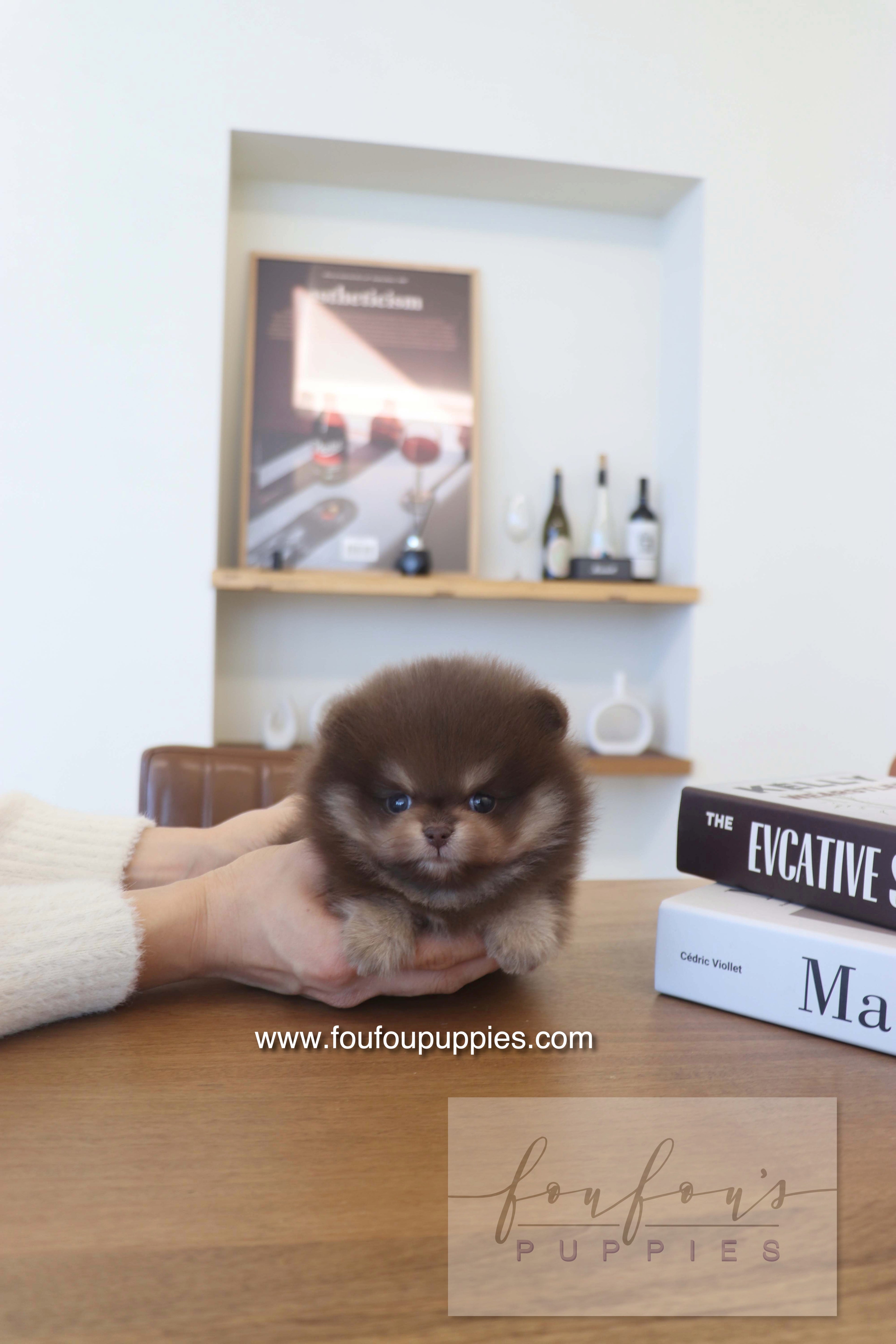 Hershey - Pomeranian M.