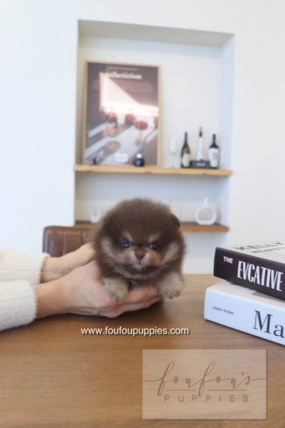 Hershey - Pomeranian M.