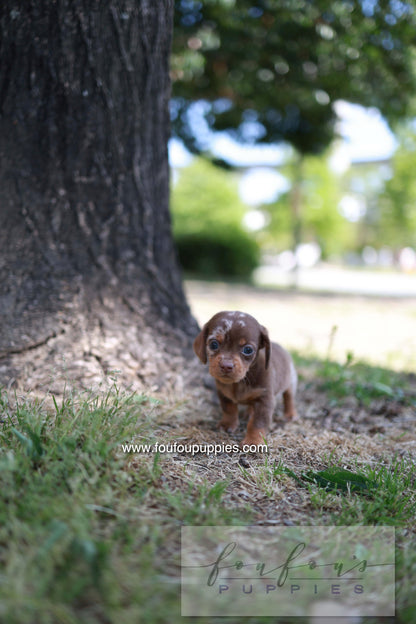 Lake - Dachshund M.