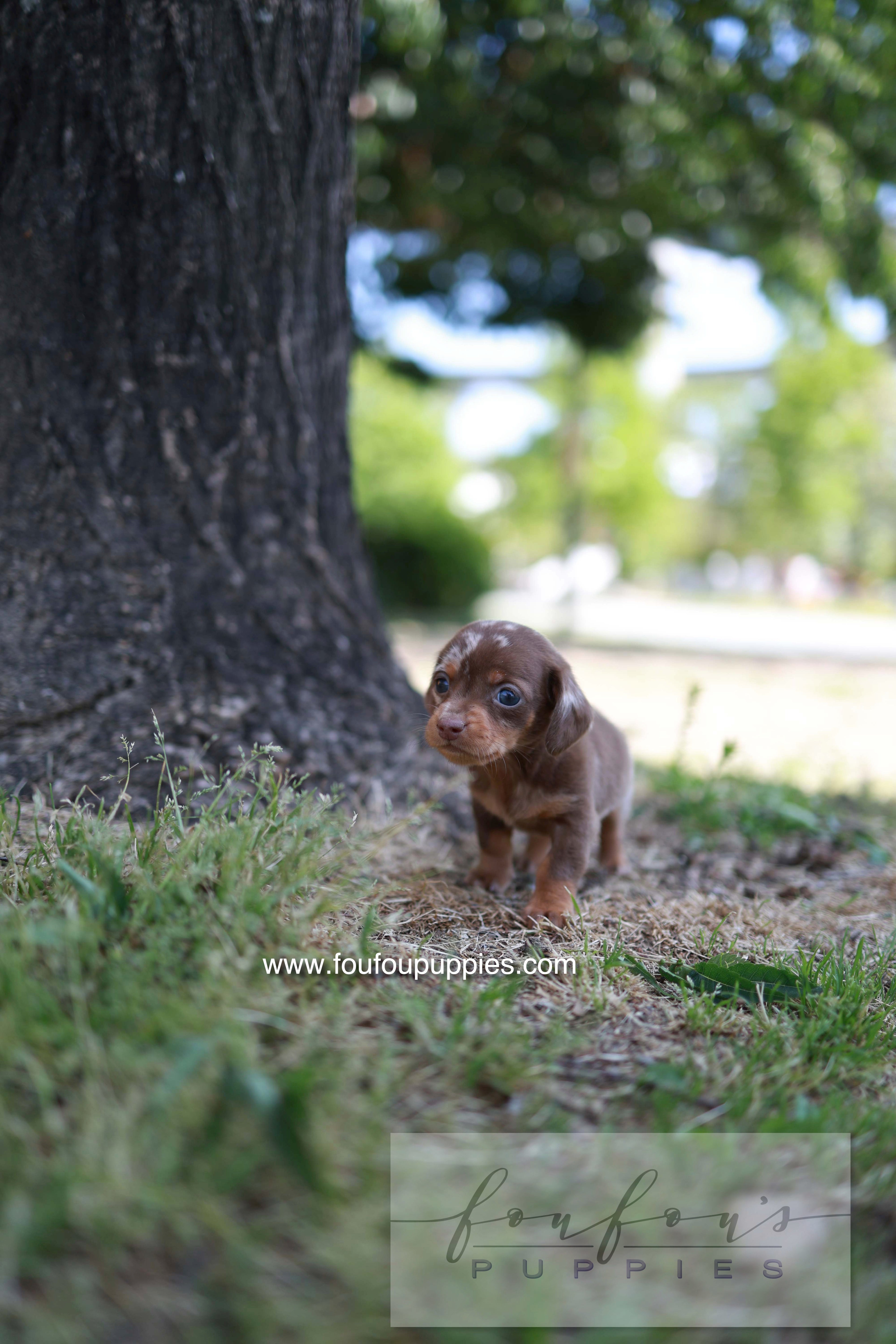 Lake - Dachshund M.