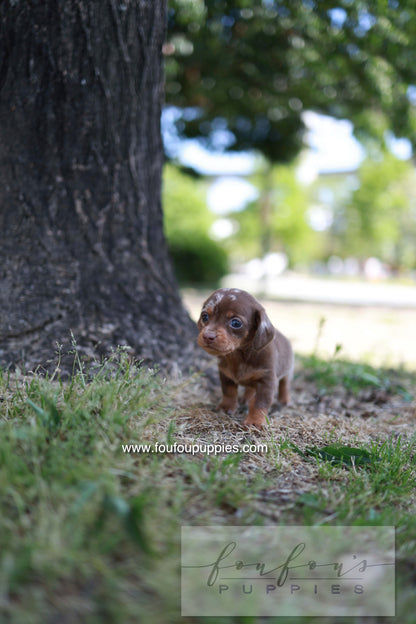 Lake - Dachshund M.